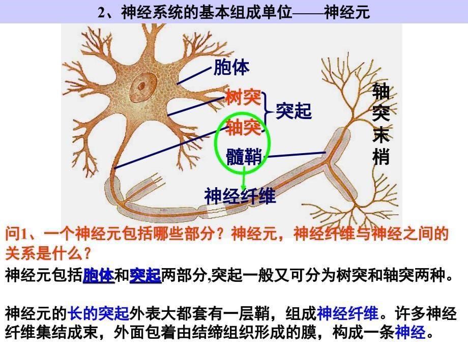 神经系统的调节_第5页