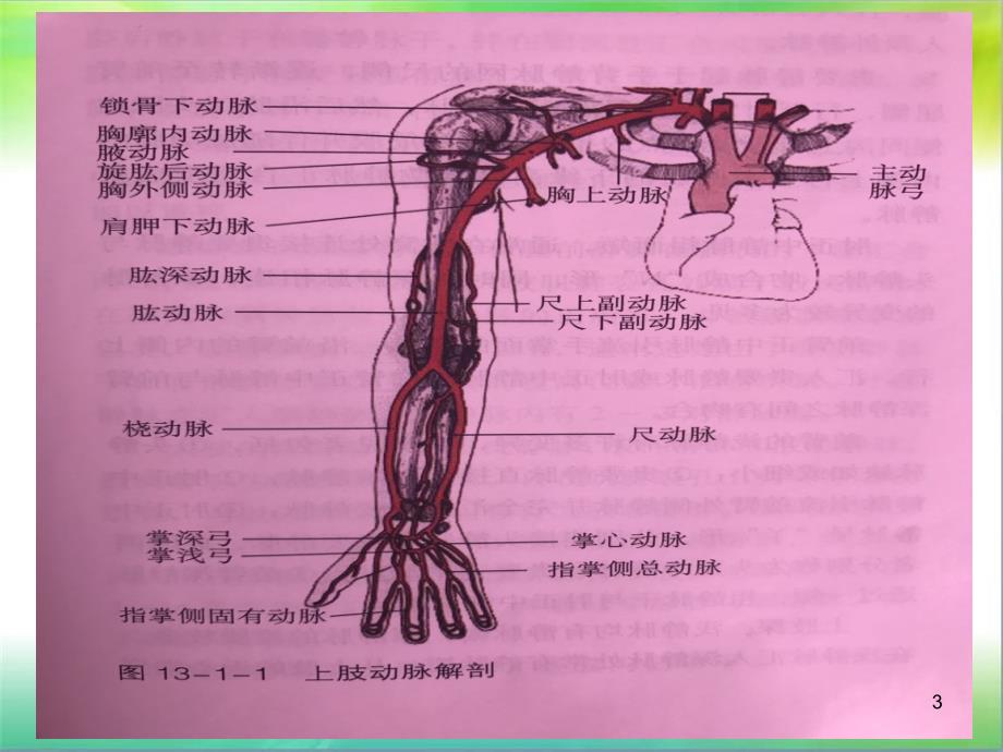 上肢血管解剖PPT参考幻灯片_第3页