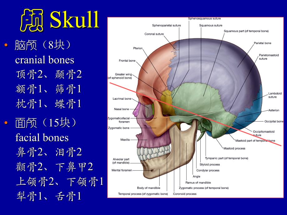 系统解剖学课件：颅骨及其连结_第1页