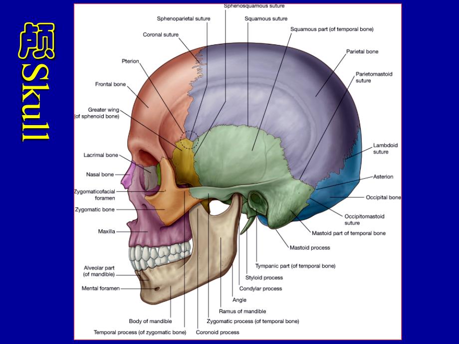 系统解剖学课件：颅骨及其连结_第3页