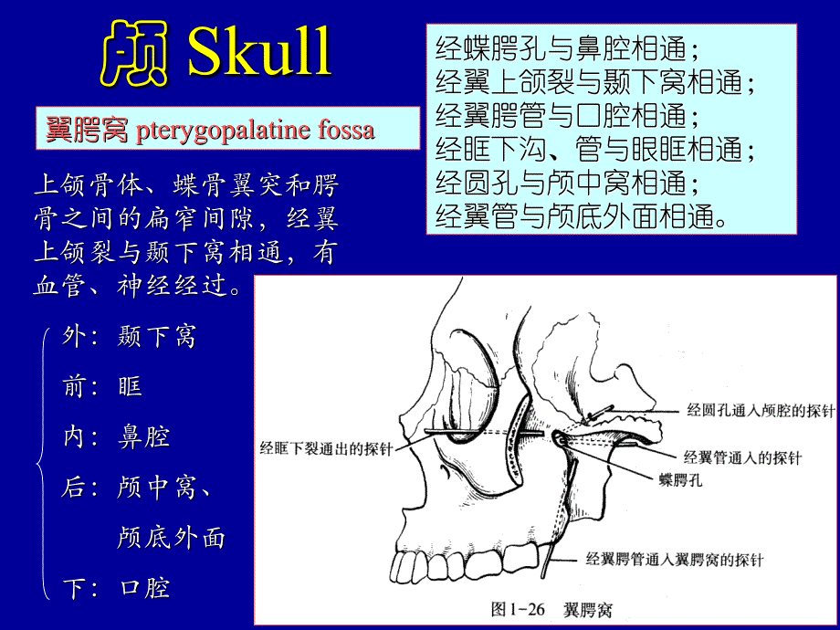 系统解剖学课件：颅骨及其连结_第4页