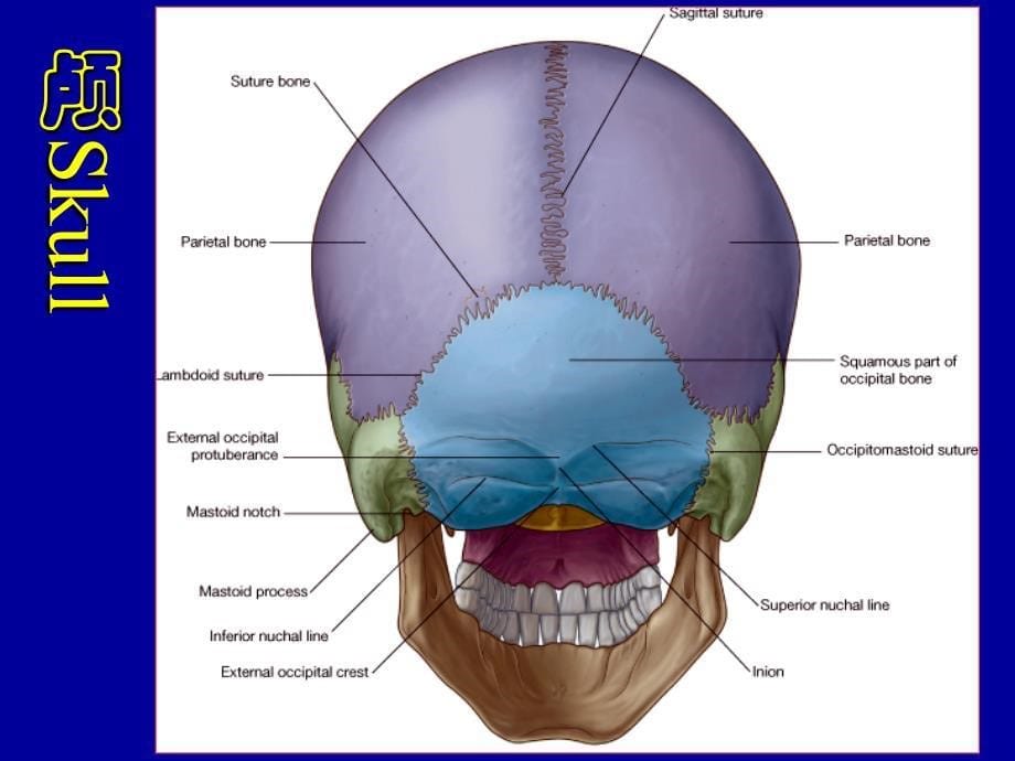 系统解剖学课件：颅骨及其连结_第5页
