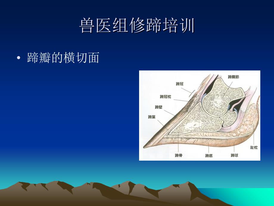 最新牧场奶牛的修蹄培训PPT精品课件_第3页