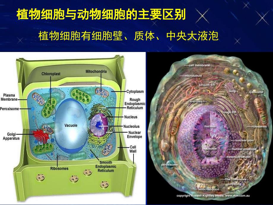 植物学植物细胞ppt课件_第3页