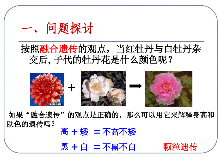 孟德尔的豌豆杂交试验课件_第3页