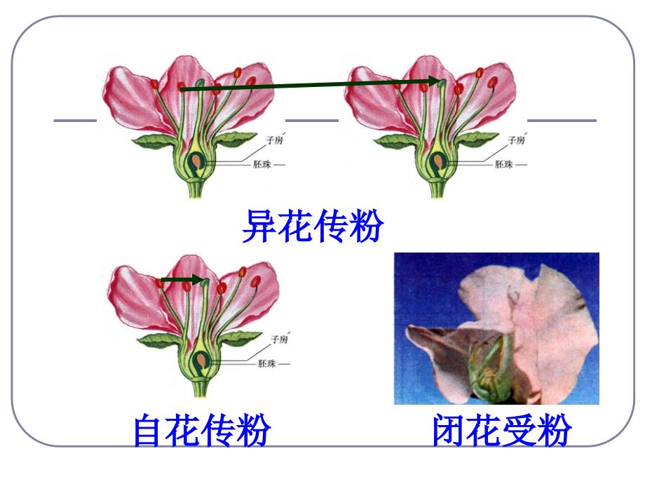 孟德尔的豌豆杂交试验课件_第5页