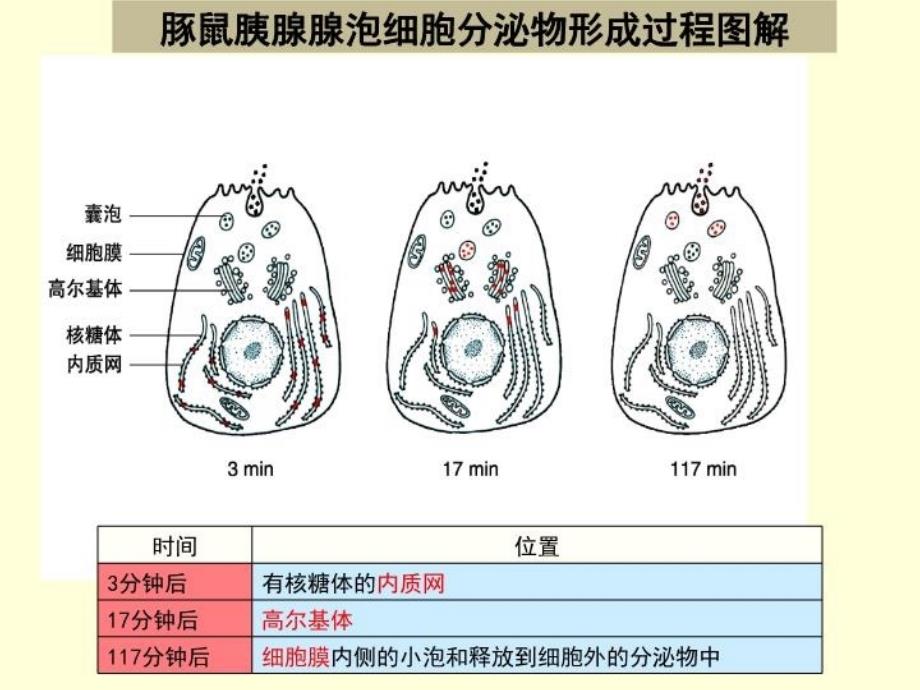 分泌蛋白的合成和运输过程培训讲学_第3页