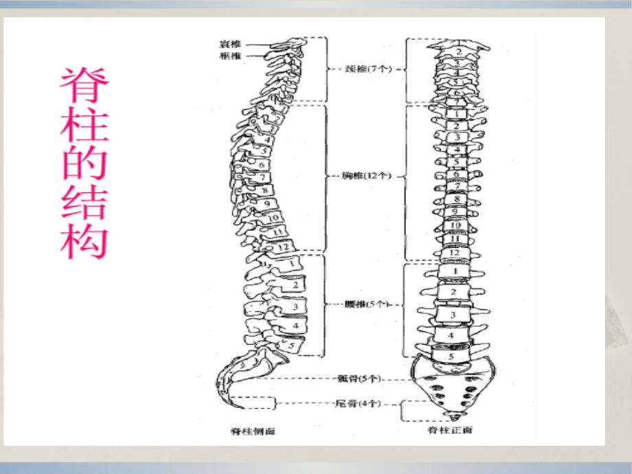 管理学第八章脊髓炎康复课件_第4页