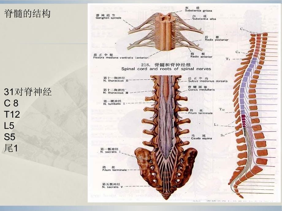 管理学第八章脊髓炎康复课件_第5页