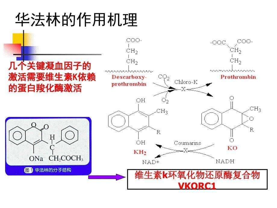 凝血系统的个体化用药探讨423_第5页