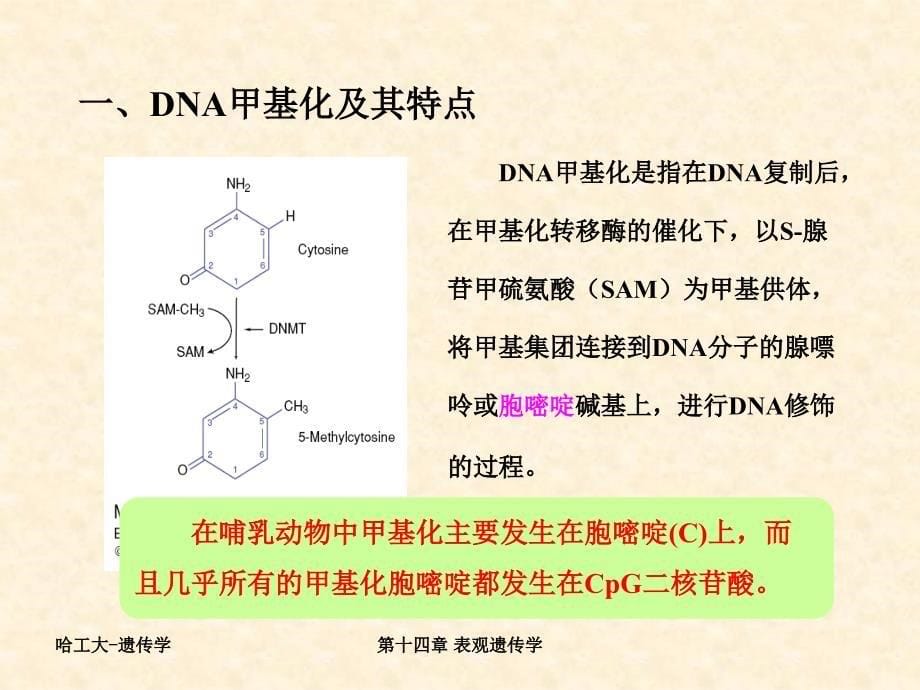 哈工大表观遗传学ppt课件_第5页