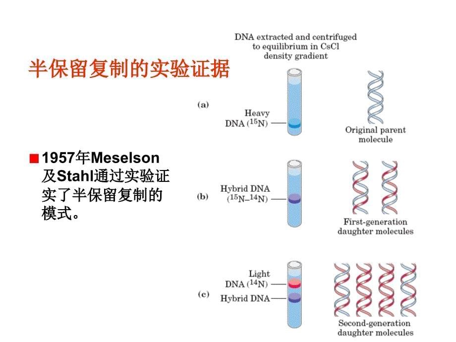 第十章核酸的生物合成普通生物学课件_第5页