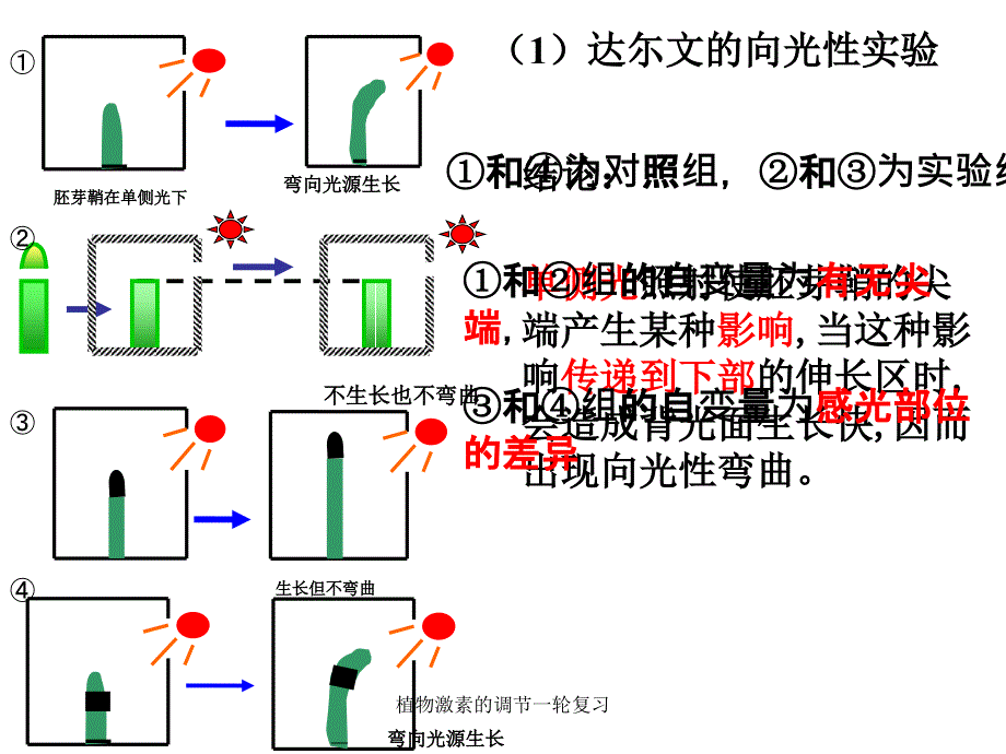 植物激素的调节一轮复习课件_第2页