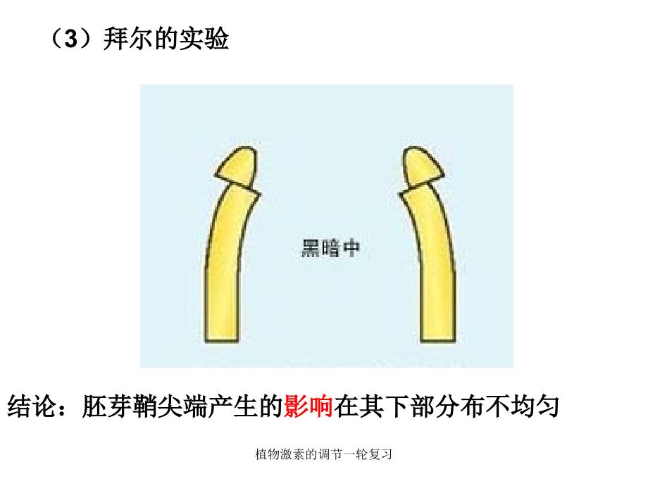 植物激素的调节一轮复习课件_第4页