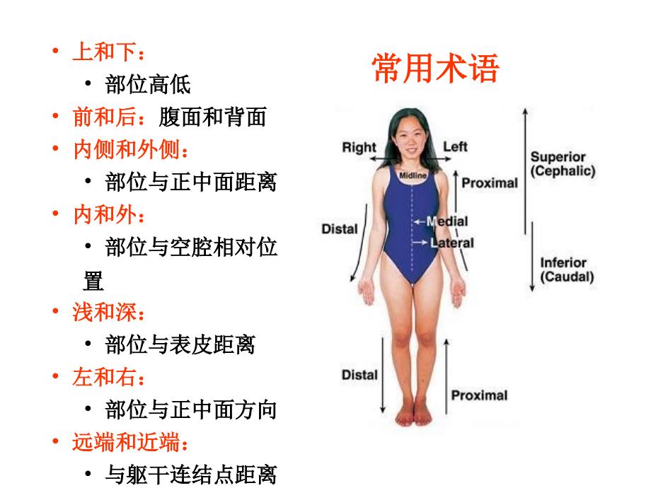 解剖概论PPT课件_第3页