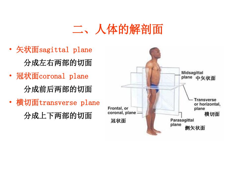 解剖概论PPT课件_第4页