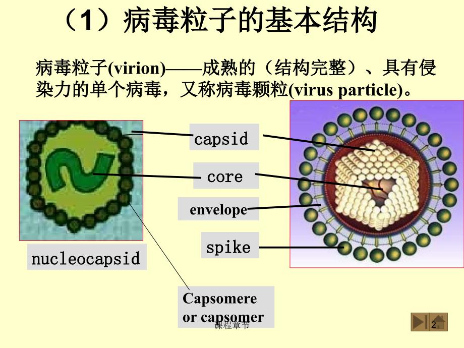 19病毒粒子的基本结构【上课课堂】_第2页