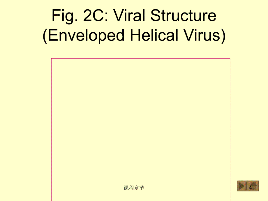 19病毒粒子的基本结构【上课课堂】_第4页