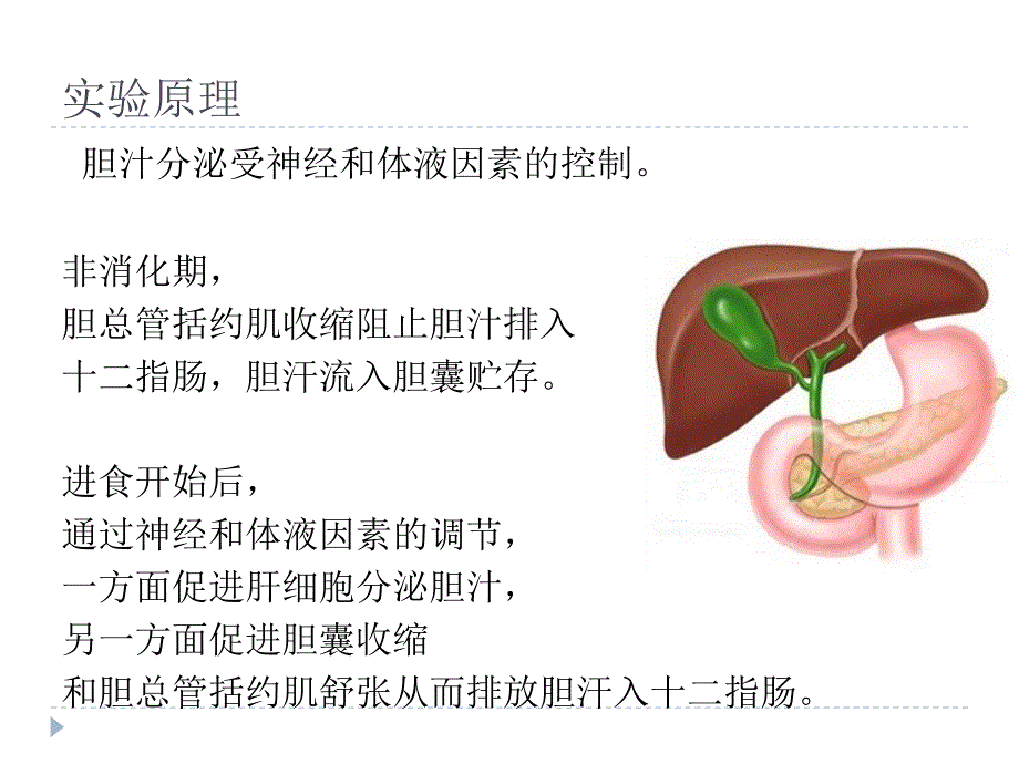 胆汁分泌调节.ppt_第3页