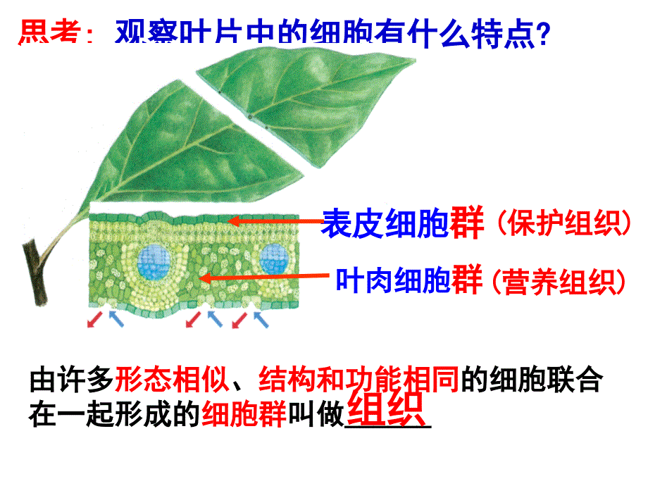 3生物体的结构层次二_第2页