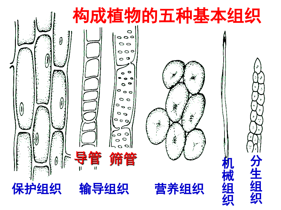 3生物体的结构层次二_第4页