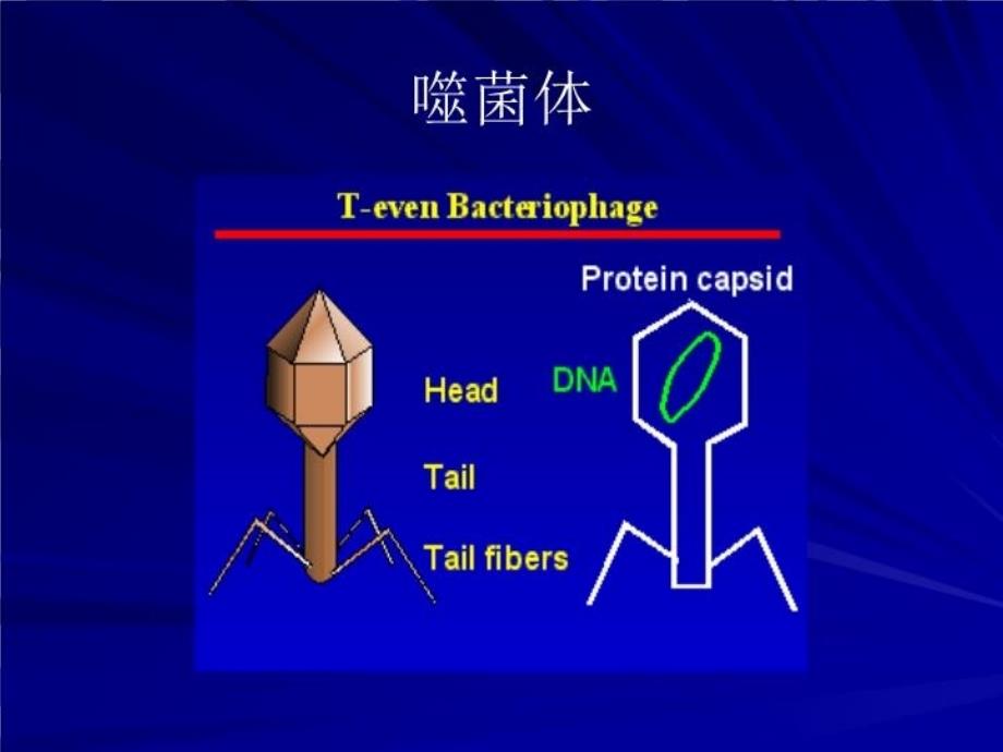 最新噬菌体bacteriophagephage幻灯片_第4页