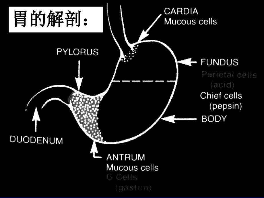 胃肠道疾病课件_第3页