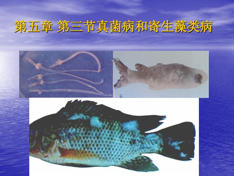 第五章第三节真菌病和寄生藻类病_第1页