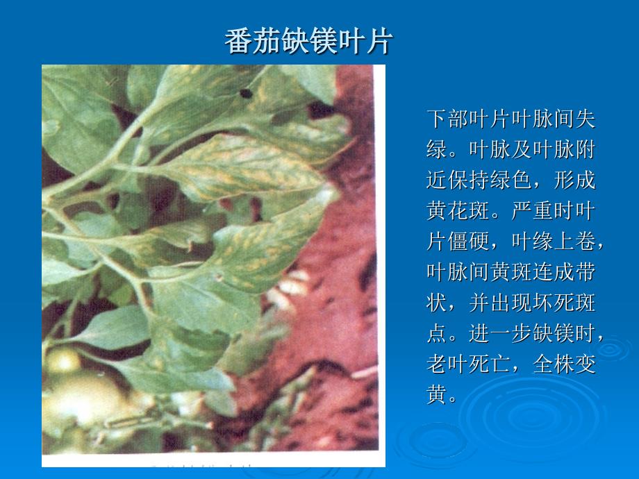 园艺植物营养失调图片知识讲解_第4页