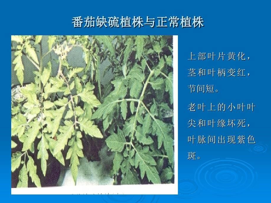 园艺植物营养失调图片知识讲解_第5页