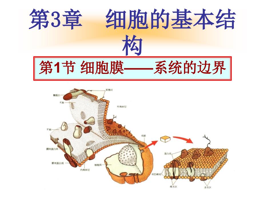 第3章01细胞膜(结构、功能)_第1页