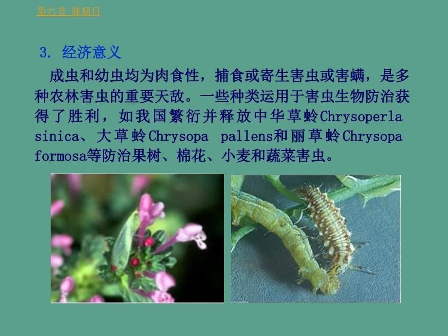 第三章昆虫纲重要目分类ppt课件_第5页