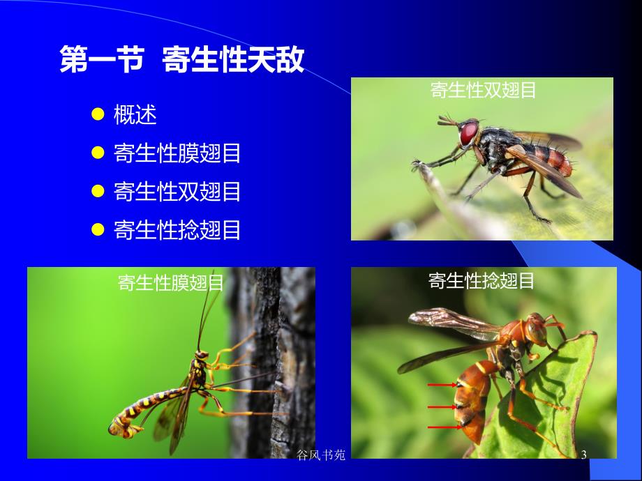 中山大学生物防治02生物防治资源01（谷风参考）_第3页