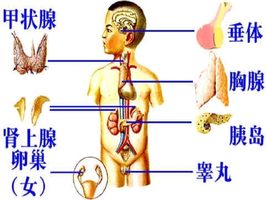 内分泌疾病的代谢紊乱ppt课件_第4页