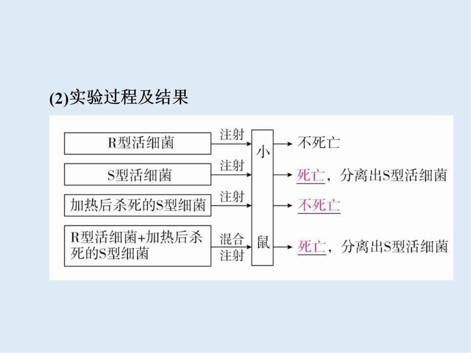 版高考生物高分计划一轮课件：第18讲　DNA是主要的遗传物质 18_第5页