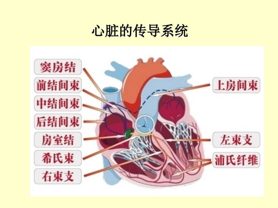 围术期常见的异常心电图分析_第5页