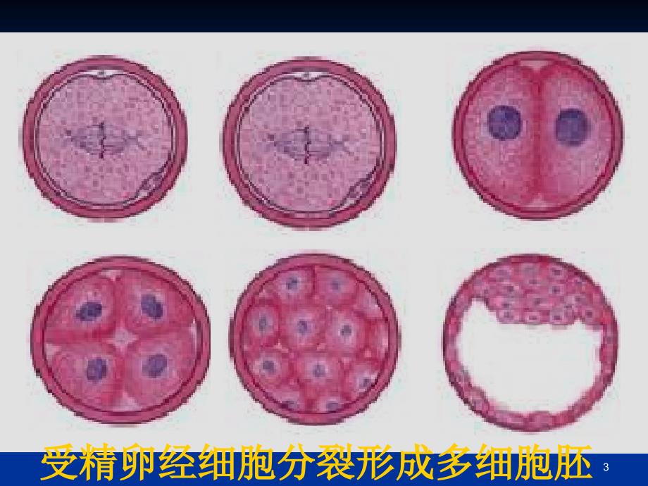 细胞的分化公开课ppt课件_第3页