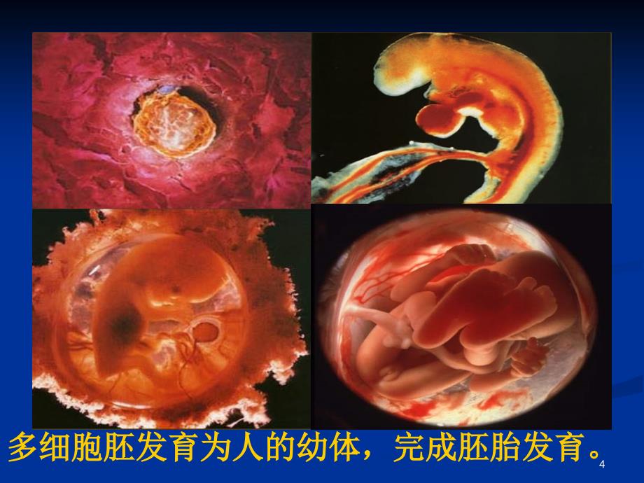 细胞的分化公开课ppt课件_第4页