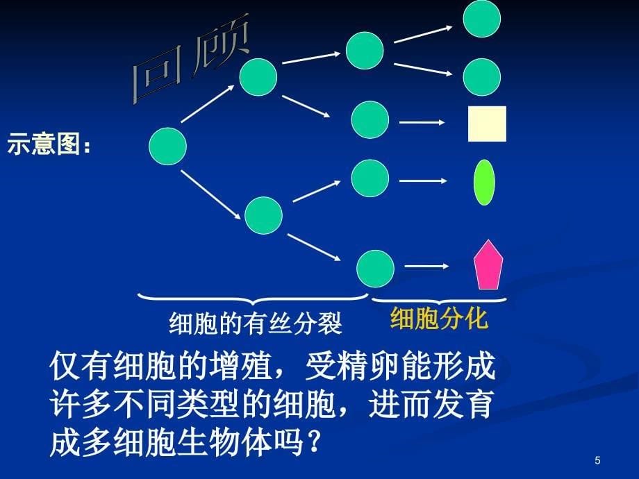 细胞的分化公开课ppt课件_第5页