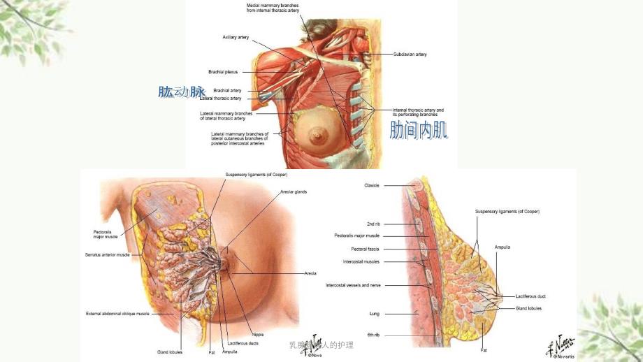 乳腺癌病人的护理课件_第4页