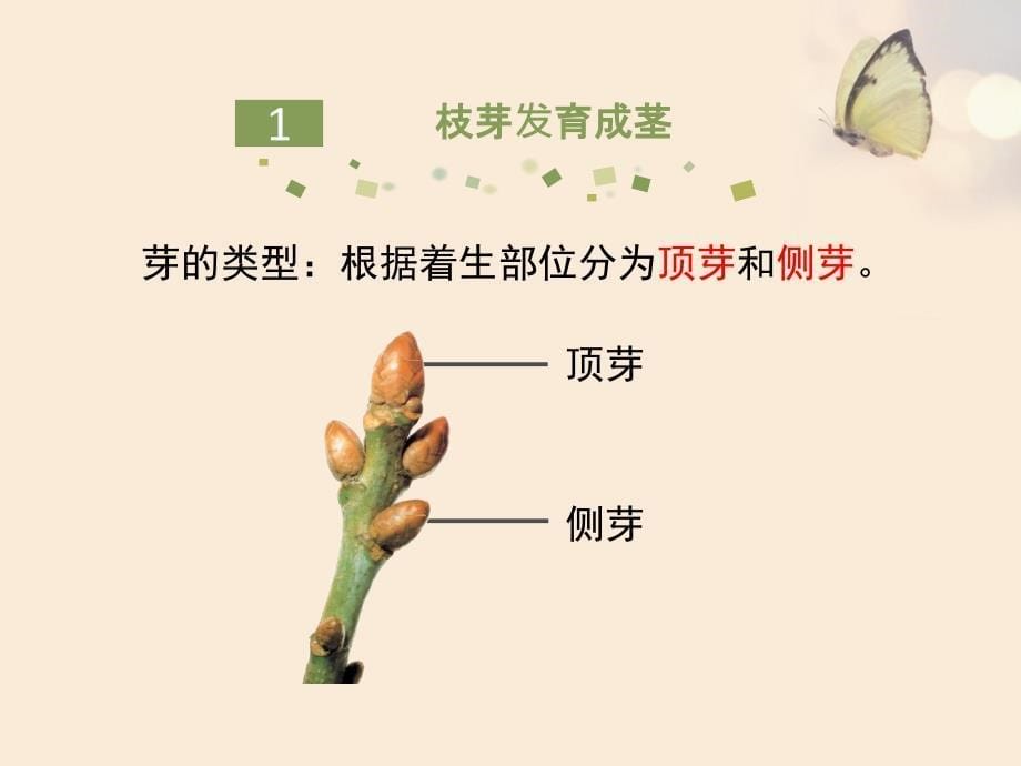 苏教版初中生物七上第3单元第五章第四节《植物茎的输导功能》课件3_第5页