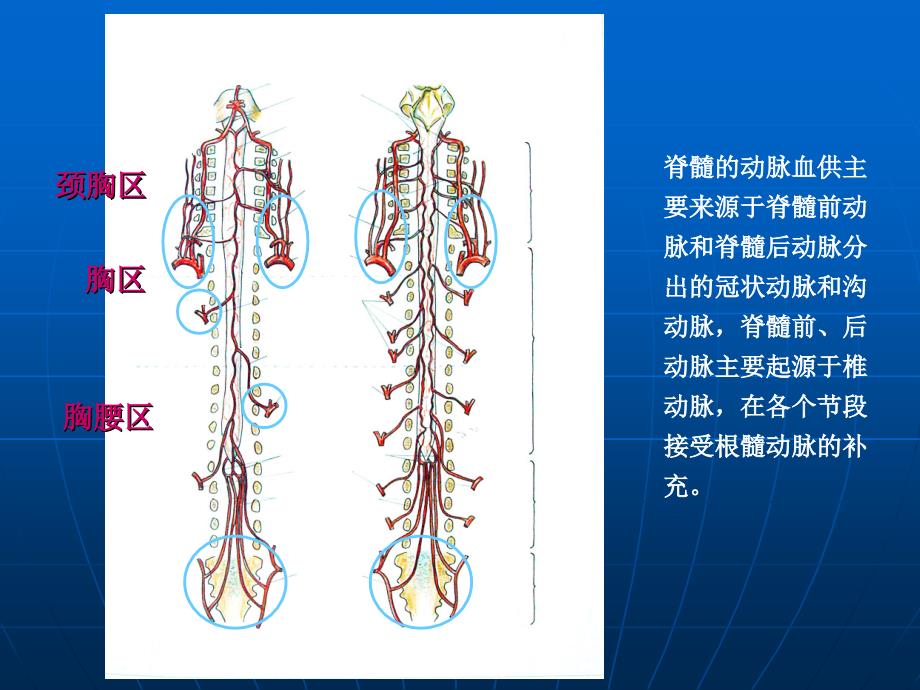 脊髓的血管及脊髓血管畸形课件_第3页