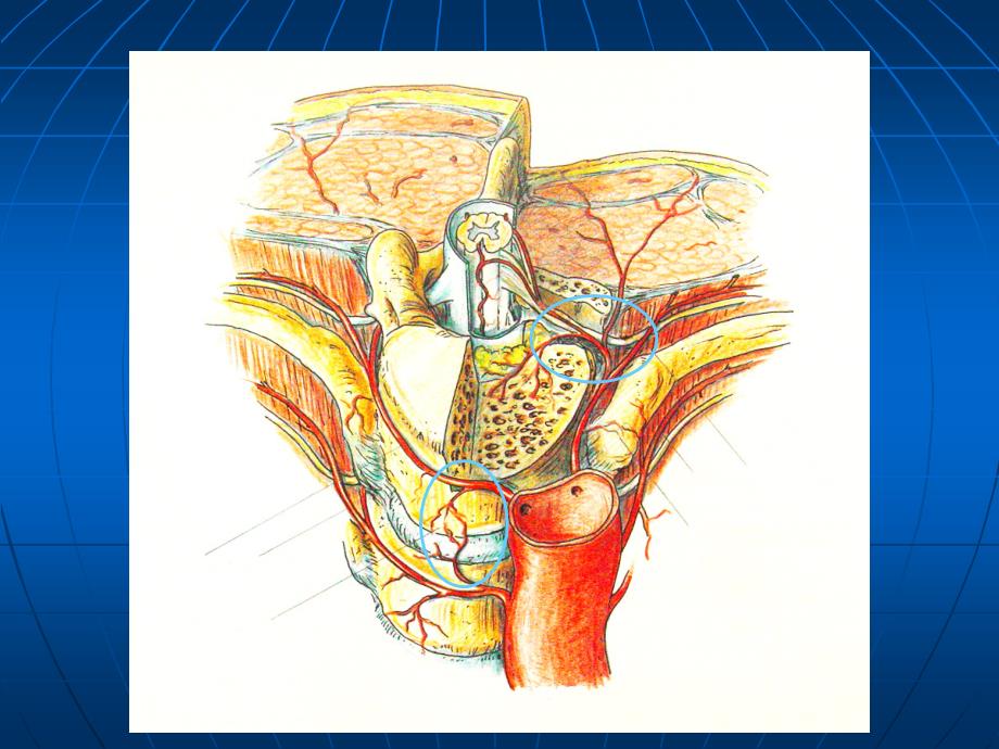 脊髓的血管及脊髓血管畸形课件_第4页