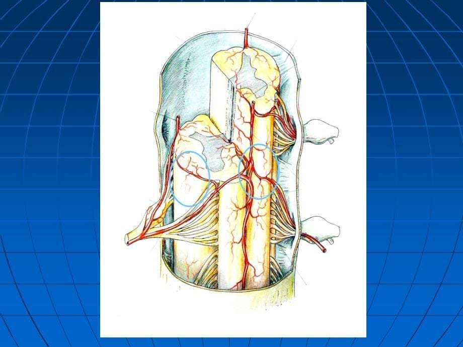 脊髓的血管及脊髓血管畸形课件_第5页