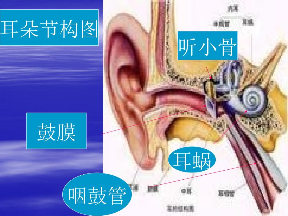 生活生命安全第十课_第2页