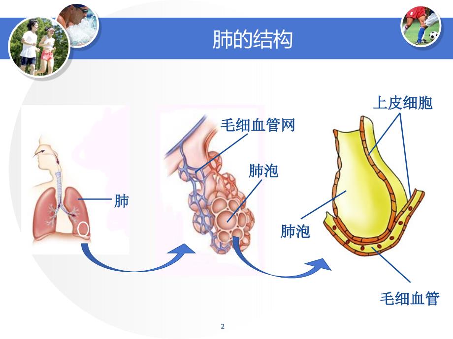 肺的结构和功能ppt课件_第2页