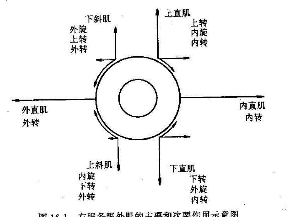 眼外肌病和弱视知识培训课程_第4页