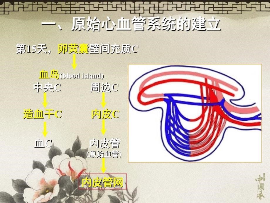 心脏发生PPT课件_第5页