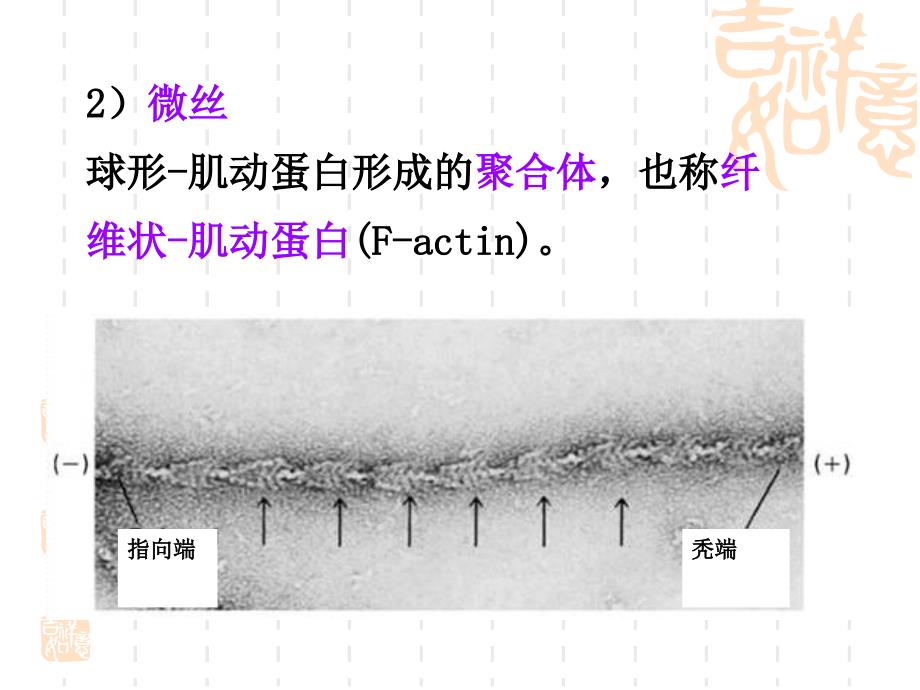 最新：医学细胞生物学细胞骨架文档资料_第4页