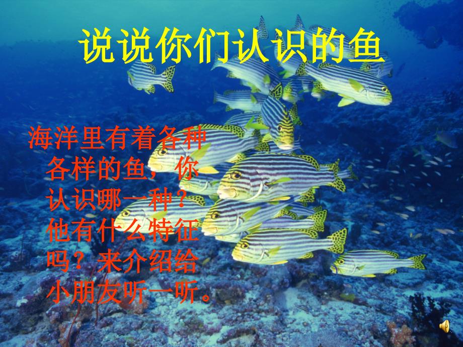 各种各样的鱼2_第4页